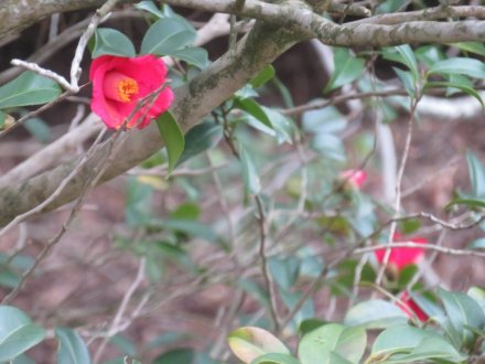 ウメの様子、見頃の花々（2024.1.18）
