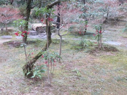 ウメの様子、見頃の花々（2024.1.18）
