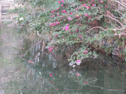 ウメの様子、見頃の花々（2024.1.18）