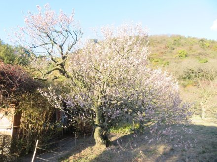 ウメの様子、見頃の花々（2024.1.24）
