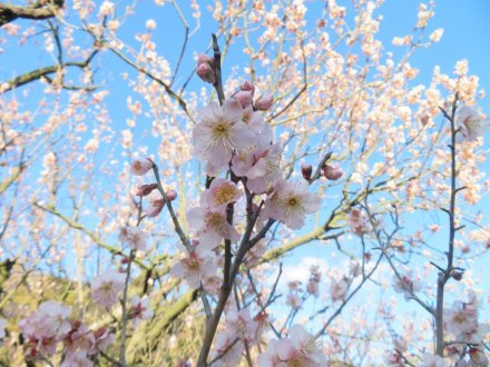 ウメの様子、見頃の花々（2024.1.24）