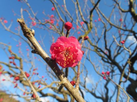ウメの様子、見頃の花々（2024.1.24）