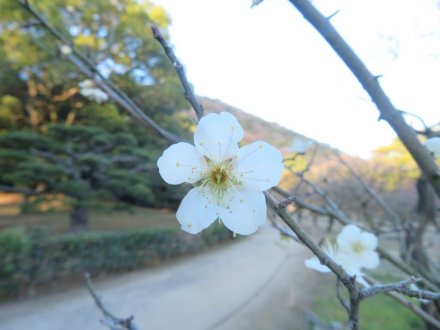 ウメの様子、見頃の花々（2024.1.24）