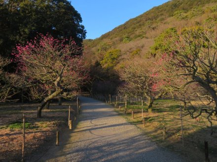 ウメの様子、見頃の花々（2024.1.24）