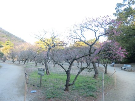 ウメの様子、見頃の花々（2024.1.24）