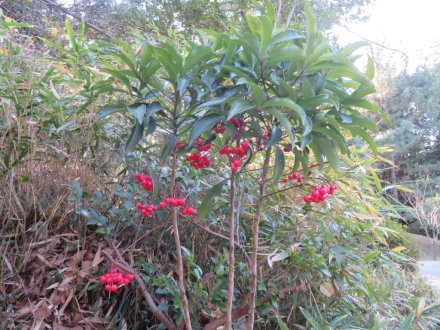 ウメの様子、見頃の花々（2024.1.24）