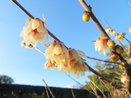 ウメの様子、見頃の花々（2024.1.24）