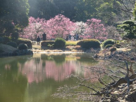 ウメの様子（2024.2.17　梅まつり）