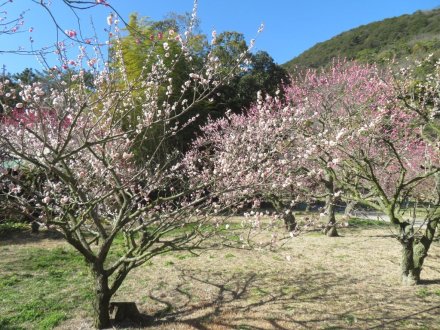 ウメの様子（2024.2.17　梅まつり）