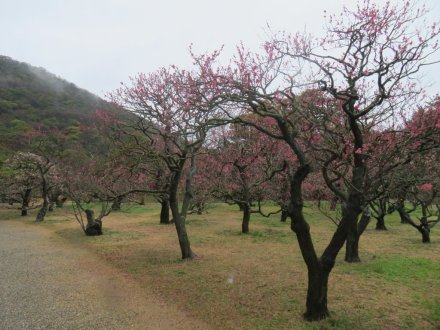 ウメの様子、ユキワリザクラ（2024.2.25）