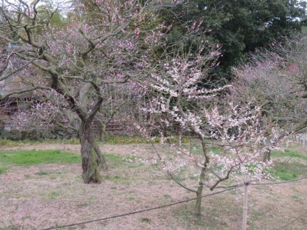 ウメの様子、ツクシ（2024.2.29）