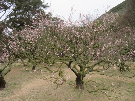 ウメの様子、ツクシ（2024.2.29）