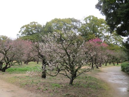 ボケ咲き始め、ウメ源平咲き（2024.3.6）