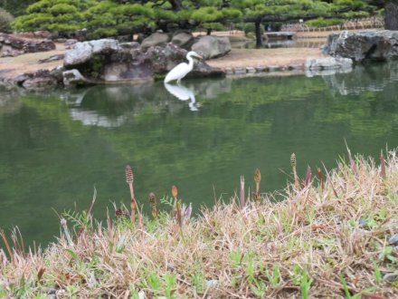 ボケ咲き始め、ウメ源平咲き（2024.3.6）