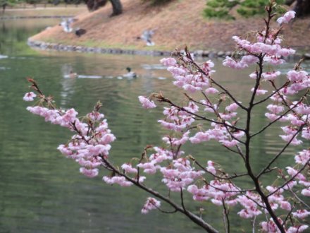 ボケ咲き始め、ウメ源平咲き（2024.3.6）