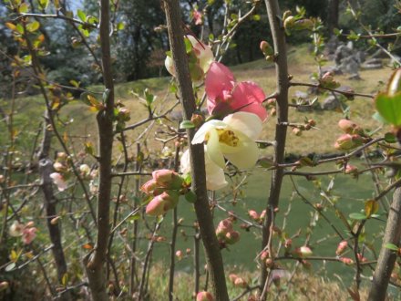 ボケ咲き始め、見頃の花々（2024.3.9）