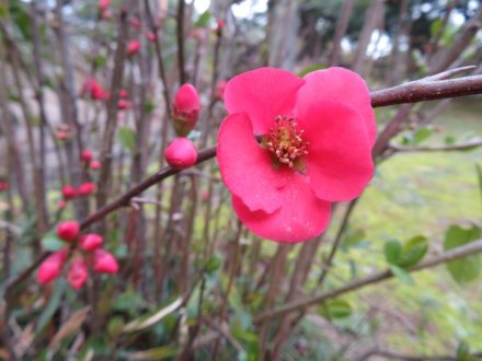 ボケ咲き始め、見頃の花々（2024.3.9）