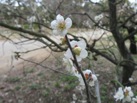 ボケ咲き始め、見頃の花々（2024.3.9）