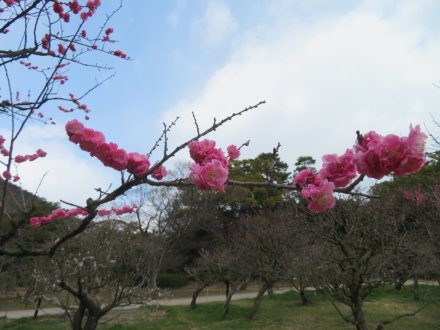 ボケ咲き始め、見頃の花々（2024.3.9）