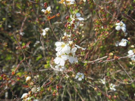 アンズ、見頃の花々（2024.3.13）