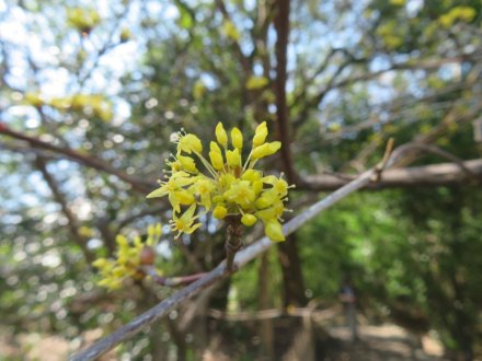 アンズ、見頃の花々（2024.3.13）