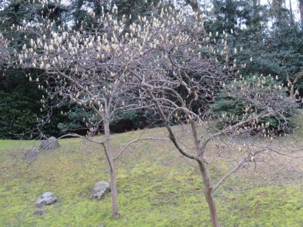 ハクモクレン咲き始め、見頃の花々（2024.3.17）