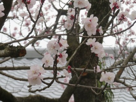 ハクモクレン咲き始め、見頃の花々（2024.3.17）