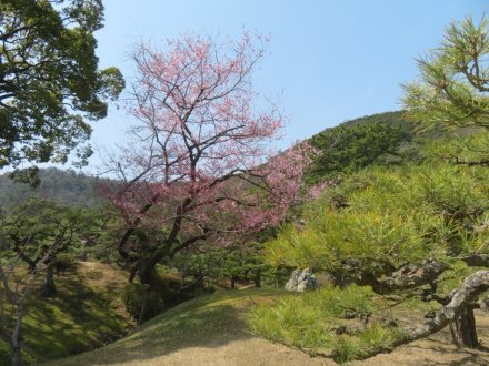 エドヒガン、見頃の花々（2024.3.22）
