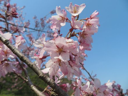 エドヒガン、見頃の花々（2024.3.22）