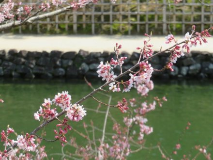 エドヒガン、見頃の花々（2024.3.22）