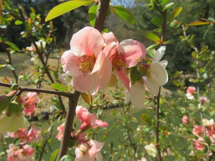 エドヒガン、見頃の花々（2024.3.22）