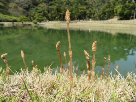 エドヒガン、見頃の花々（2024.3.22）