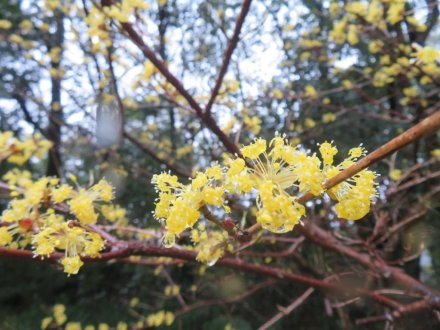 エドヒガン、見頃の花々（2024.3.24）