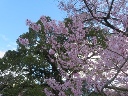 エドヒガン、見頃の花々（2024.3.26）