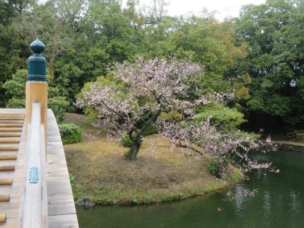 エドヒガン、見頃の花々（2024.3.26）