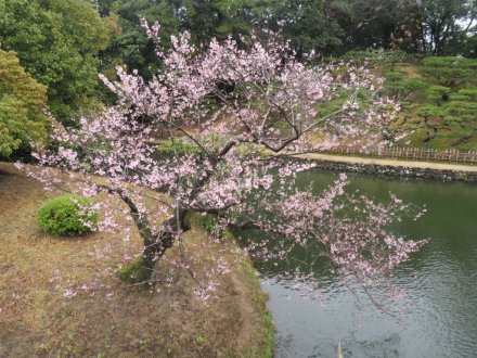 エドヒガン、見頃の花々（2024.3.26）