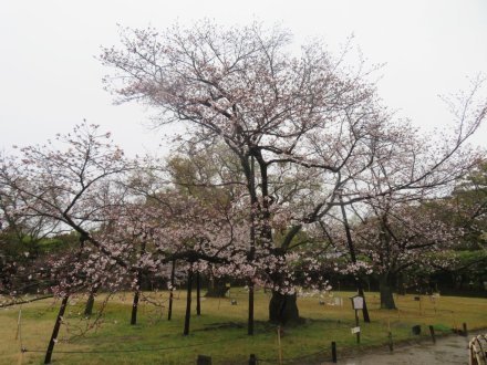 桜の様子（2024.4.3）