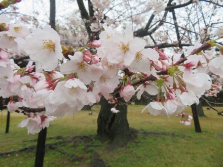 桜の様子（2024.4.3）