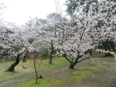 桜の様子（2024.4.3）