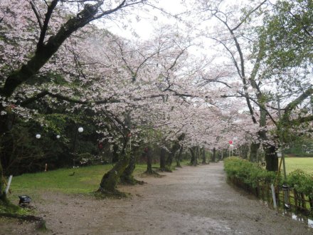 桜の様子（2024.4.3）