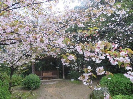 桜の様子（2024.4.3）
