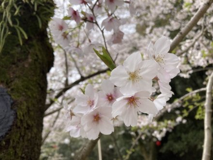 桜の様子（2024.4.6）