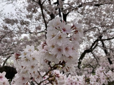 桜の様子（2024.4.6）