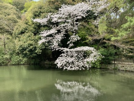 桜の様子（2024.4.6）