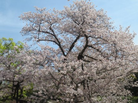 見ごろの花々 (2024.4.10)