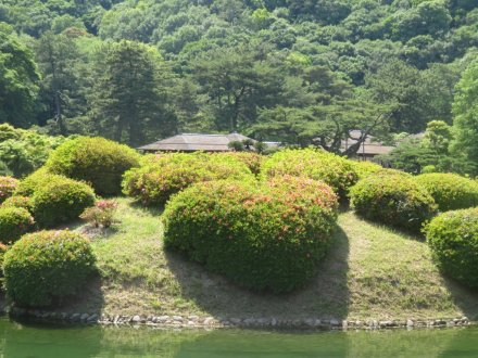 サツキツツジの様子と見ごろの花々（2024.5.17）