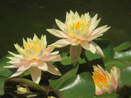サツキツツジの様子と見ごろの花々（2024.5.17）
