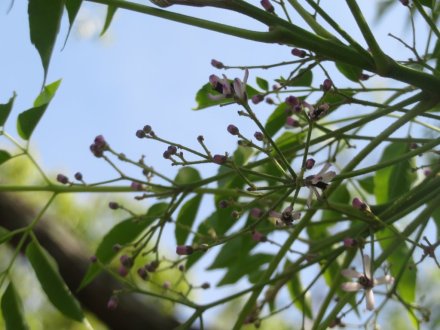 サツキツツジの様子と見ごろの花々（2024.5.17）