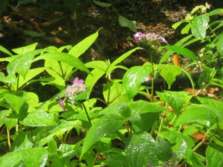 サツキツツジの様子と見ごろの花々（2024.5.17）