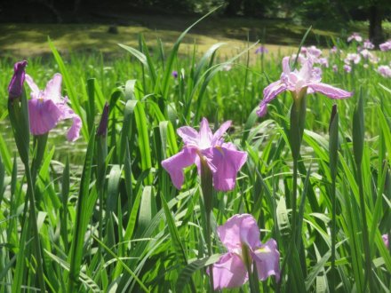 サツキツツジの様子と見ごろの花々（2024.5.17）
